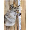 Image 4 : Coyote Shoulder Mount Taxidermy