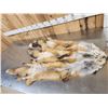 Image 4 : 3 Red Fox Soft Tanned Furs Taxidermy