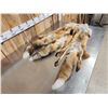 Image 5 : 3 Red Fox Soft Tanned Furs Taxidermy