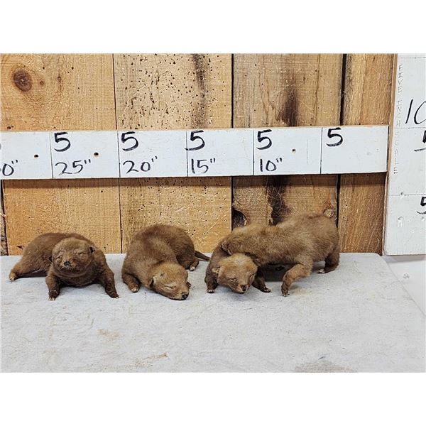 4 Coyote Pup Infants Full Body Taxidermy Mounts