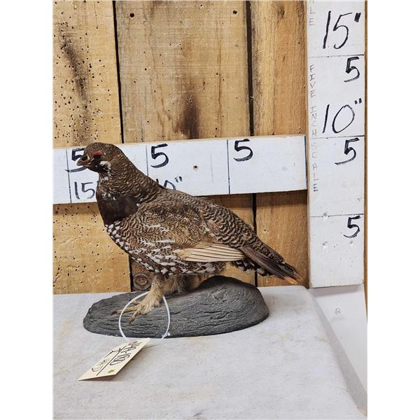 Spruce Grouse Full Body Bird Taxidermy