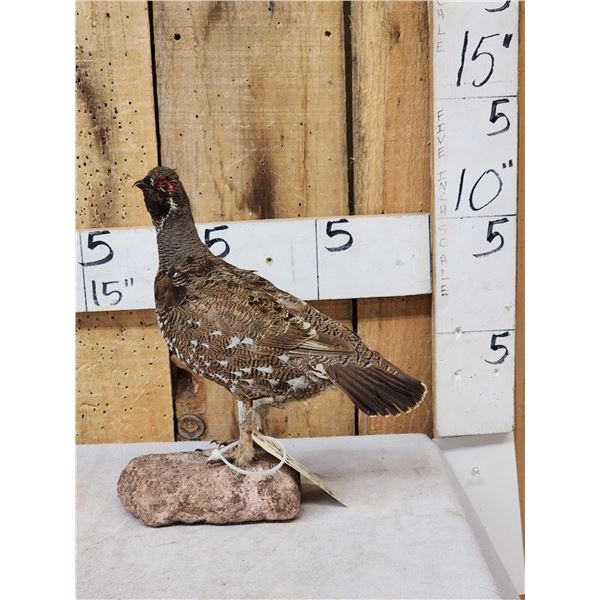 Spruce Grouse Full Body Bird Taxidermy