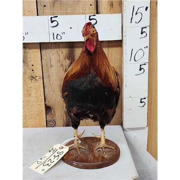 Rooster Chicken Full Body Taxidermy Mount