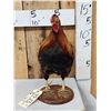 Image 1 : Rooster Chicken Full Body Taxidermy Mount