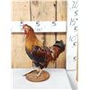 Image 2 : Rooster Chicken Full Body Taxidermy Mount