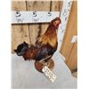 Image 4 : Rooster Chicken Full Body Taxidermy Mount