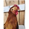 Image 5 : Rooster Chicken Full Body Taxidermy Mount