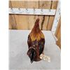 Image 6 : Rooster Chicken Full Body Taxidermy Mount