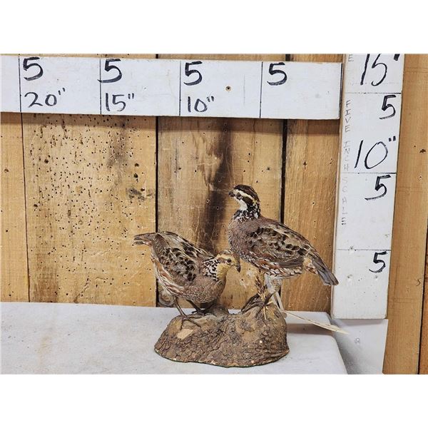 Pair Of Quail Full Body Bird Taxidermy