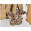 Image 2 : Pair Of Quail Full Body Bird Taxidermy
