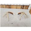 Image 2 : Pair Of Hand Carved Deer Antlers