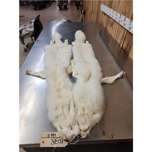 2 Arctic Ranch Fox Soft Tanned Furs Taxidermy