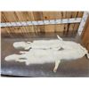 Image 2 : 2 Arctic Ranch Fox Soft Tanned Furs Taxidermy