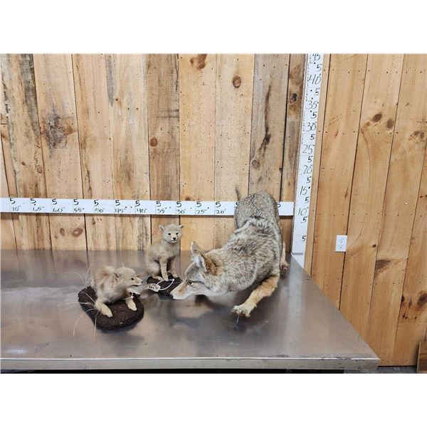 Mamma Coyote & 2 Babies Full Body Taxidermy Mount
