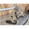 Image 2 : Mamma Coyote & 2 Babies Full Body Taxidermy Mount