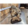 Image 3 : Mamma Coyote & 2 Babies Full Body Taxidermy Mount
