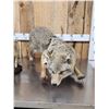Image 4 : Mamma Coyote & 2 Babies Full Body Taxidermy Mount