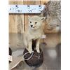 Image 5 : Mamma Coyote & 2 Babies Full Body Taxidermy Mount