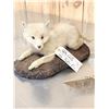 Image 6 : Mamma Coyote & 2 Babies Full Body Taxidermy Mount