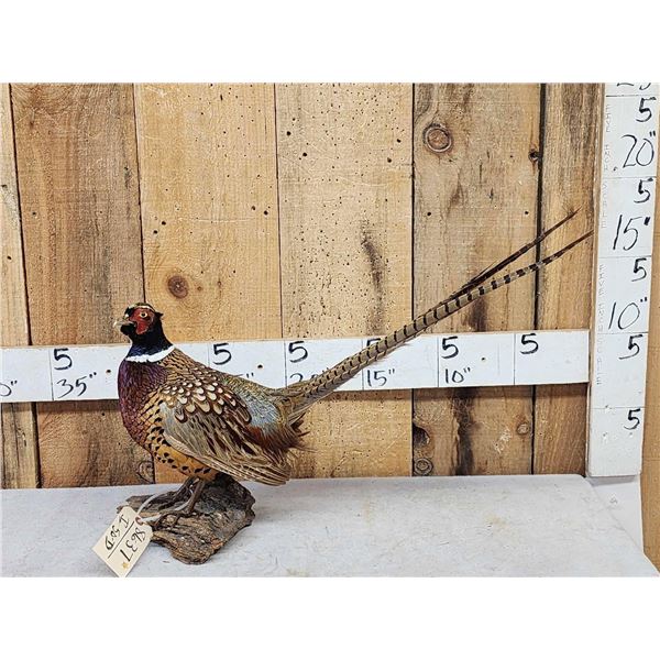 Ringneck Pheasant Full Body Bird Taxidermy