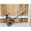 Image 1 : Ringneck Pheasant Full Body Bird Taxidermy