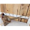 Image 2 : Ringneck Pheasant Full Body Bird Taxidermy