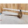 Image 3 : Ringneck Pheasant Full Body Bird Taxidermy