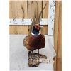 Image 5 : Ringneck Pheasant Full Body Bird Taxidermy