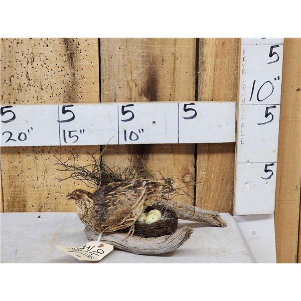 Coturnix Quail On A Nest Bird Taxidermy
