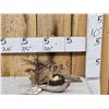 Image 1 : Coturnix Quail On A Nest Bird Taxidermy
