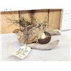 Image 2 : Coturnix Quail On A Nest Bird Taxidermy