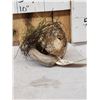 Image 3 : Coturnix Quail On A Nest Bird Taxidermy