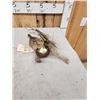Image 4 : Coturnix Quail On A Nest Bird Taxidermy