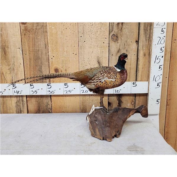 Ringneck Pheasant Full Body Bird Taxidermy