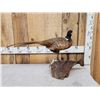 Image 1 : Ringneck Pheasant Full Body Bird Taxidermy
