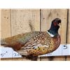 Image 2 : Ringneck Pheasant Full Body Bird Taxidermy