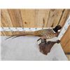 Image 3 : Ringneck Pheasant Full Body Bird Taxidermy