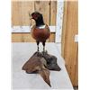 Image 4 : Ringneck Pheasant Full Body Bird Taxidermy