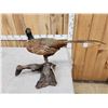 Image 5 : Ringneck Pheasant Full Body Bird Taxidermy