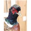 Image 6 : Ringneck Pheasant Full Body Bird Taxidermy
