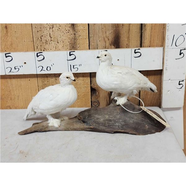 Pair Of Ptarmigan Full Body Bird Taxidermy