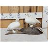 Image 1 : Pair Of Ptarmigan Full Body Bird Taxidermy