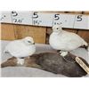 Image 2 : Pair Of Ptarmigan Full Body Bird Taxidermy