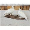 Image 4 : Pair Of Ptarmigan Full Body Bird Taxidermy