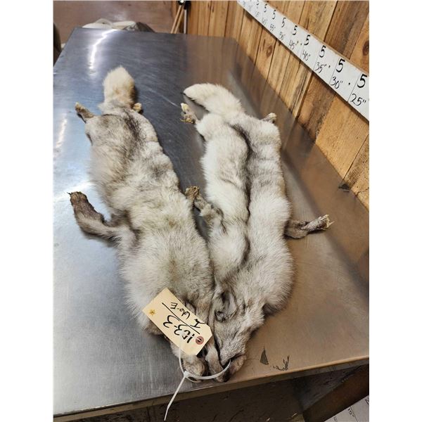 2 Blue Ranch Fox Soft Tanned Furs Taxidermy