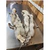 Image 1 : 2 Blue Ranch Fox Soft Tanned Furs Taxidermy