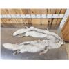 Image 3 : 2 Blue Ranch Fox Soft Tanned Furs Taxidermy