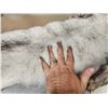 Image 4 : 2 Blue Ranch Fox Soft Tanned Furs Taxidermy