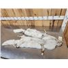 Image 5 : 2 Blue Ranch Fox Soft Tanned Furs Taxidermy