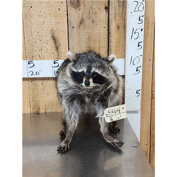 Jimothy Raccoon Full Body Taxidermy Mount